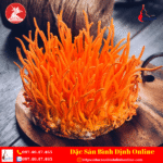 Đông Trùng Hạ Thảo Tươi
